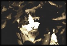 Wildkatze / ***