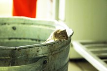 Mouse oppozitsoner / ***
