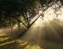 Sun Rays / ***