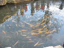 Der Kreislauf des Wassers / ***