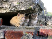 Wo ist Mama? / ***