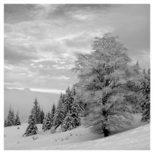 Winter / ***