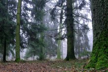 Grove / ***