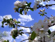 Apfelblüte / ***