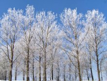 Schneebedeckte Riesen / ***