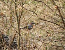 Jagd / ***