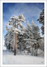 Winter-Card / ***