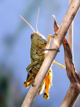 Grasshoper / ***