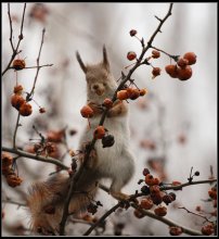Trunken vor Freude ... / ***
