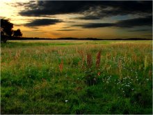 Abend Wiese / ***