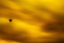 Ich fliege ... / ***
