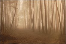 Pink Nebel / D50