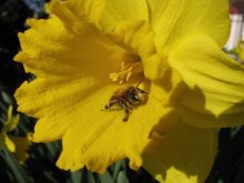 Schönen Frühling! / ***