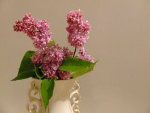 Ciren Blüten. / ...