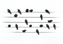 Melody Aviäre Orchester ... / ***