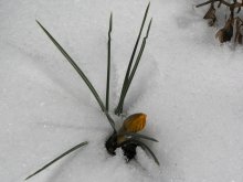 Der Frühling kommt / ***