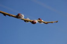 Vorfrühling / ***