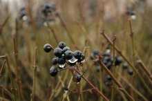 Herbst frisches Quellwasser / ***