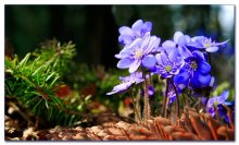 Der Frühling ist gekommen .. / ***