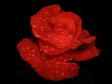 Red / ***