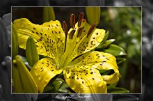 Lily / ...