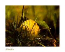 Stück der Sonne in das grüne Gras / ***