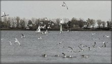 birds / ...