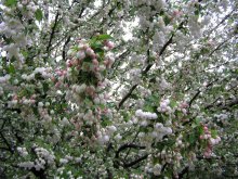 Der Frühling ist ein regnerischer Tag / ***