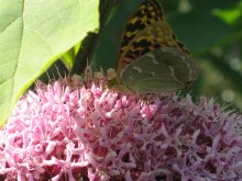 Schmetterling / ***