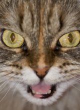 Meine modelka / ***