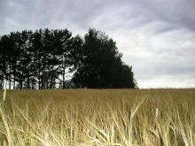 Das Spiel mit Licht / ***