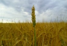 Ein Soldat im Feld / ***