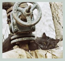 "In der Mode wird warm Katzen" / ***