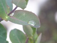 Macro / ***