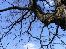 Eiche-Baum! " / ...