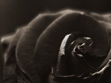 Flower_1 / _______