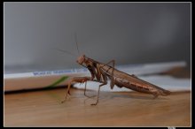 Was denken Sie? / ***