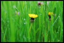 Die Sonne im Gras / ***