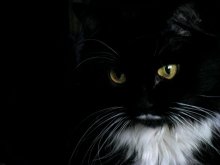 Gelb und Schwarz / ***