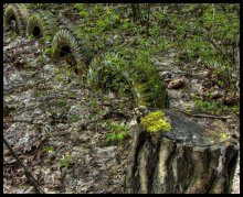 Road "drin" / ...