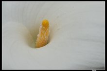 eine Blume .... / ***
