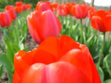 Tulpen / ----------------