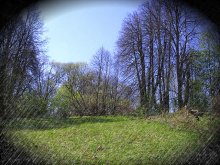 Forest / **********