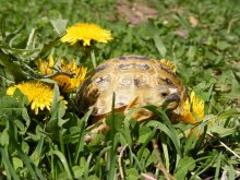 Schildkröte / ***