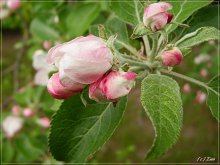 Apfelbäume in voller Blüte. / ***