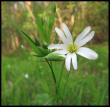 Blume / ...