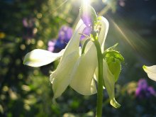 Licht und Farbe / *******
