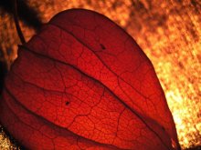 Mikrokosmos / ***