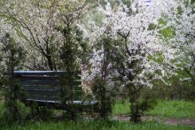 Einsamkeit des alten Park / ...