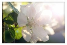 Belarussischen sakura / ***